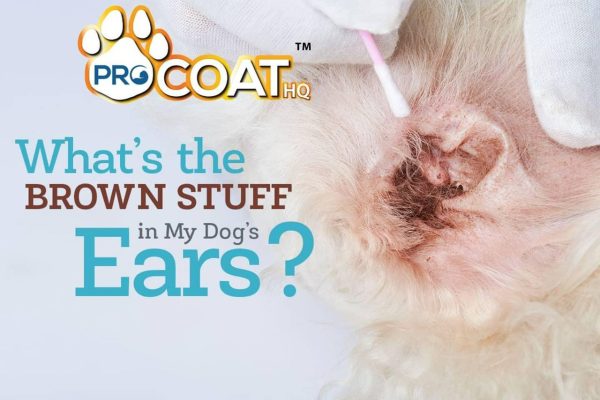 ProCoatHQ - Ear Cleaner - Image 4